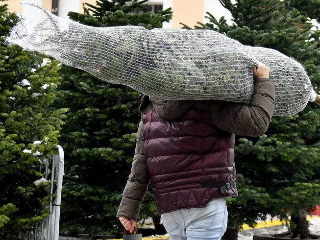 Beliebt ist neuerdings auch der Heimtransport des Christbaumes zu Fuß Beliebt ist neuerdings auch der Heimtransport des Christbaumes zu Fuß