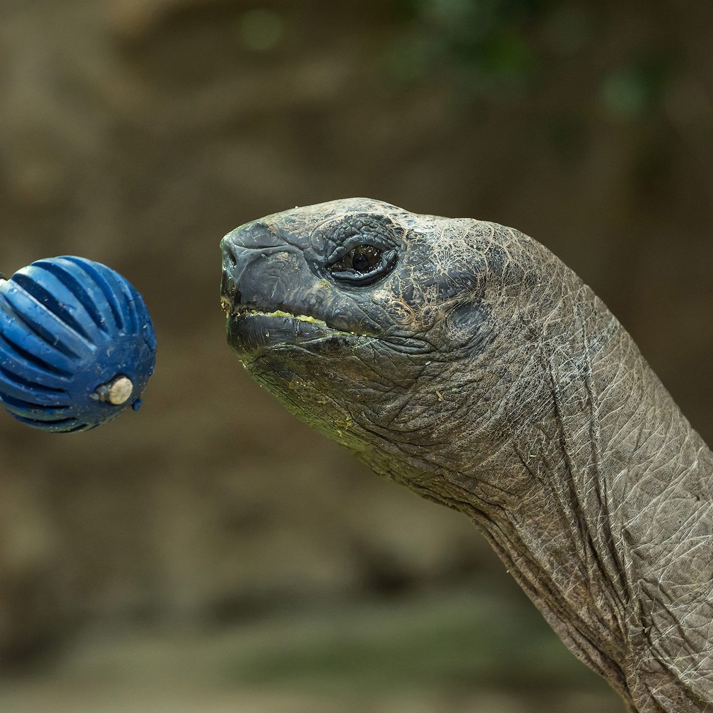 Mit einem blauen Ball wurden die Riesenschildkröten im Wiener Tiergarten Schönbrunn getestet.
