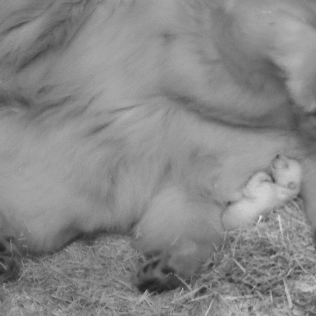 Eisbären-Mädchen oder Bub? Das Geschlecht ist noch nicht erkennbar