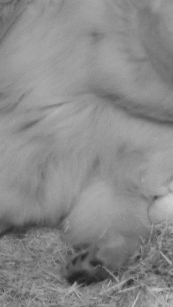 Eisbären-Mädchen oder Bub? Das Geschlecht ist noch nicht erkennbar