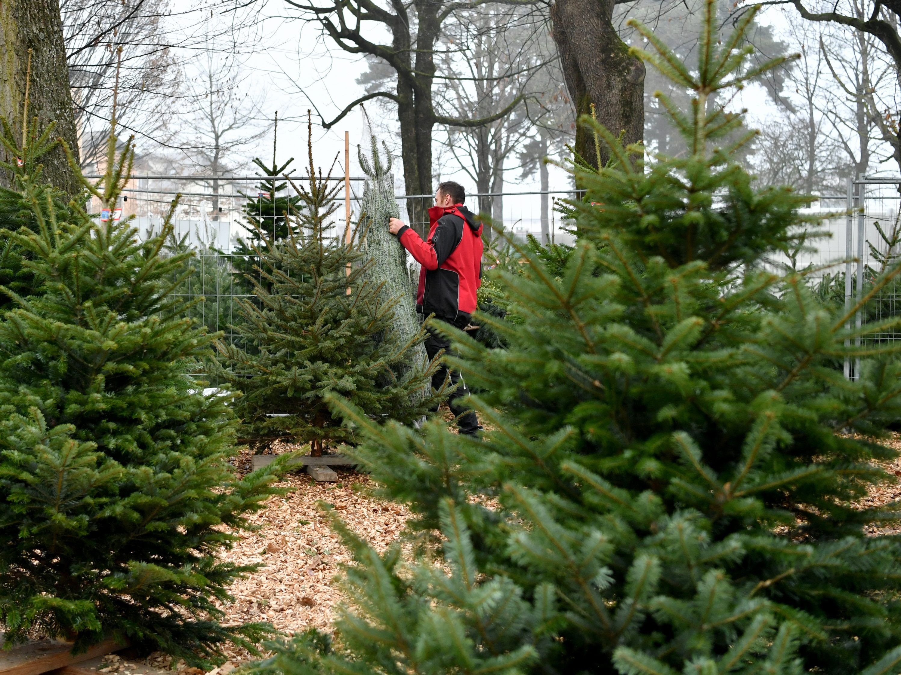 Die Männer wollten sich an einem Christbaum-Stand in Wien selbst bedienen. Die Männer wollten sich an einem Christbaum-Stand in Wien selbst bedienen.