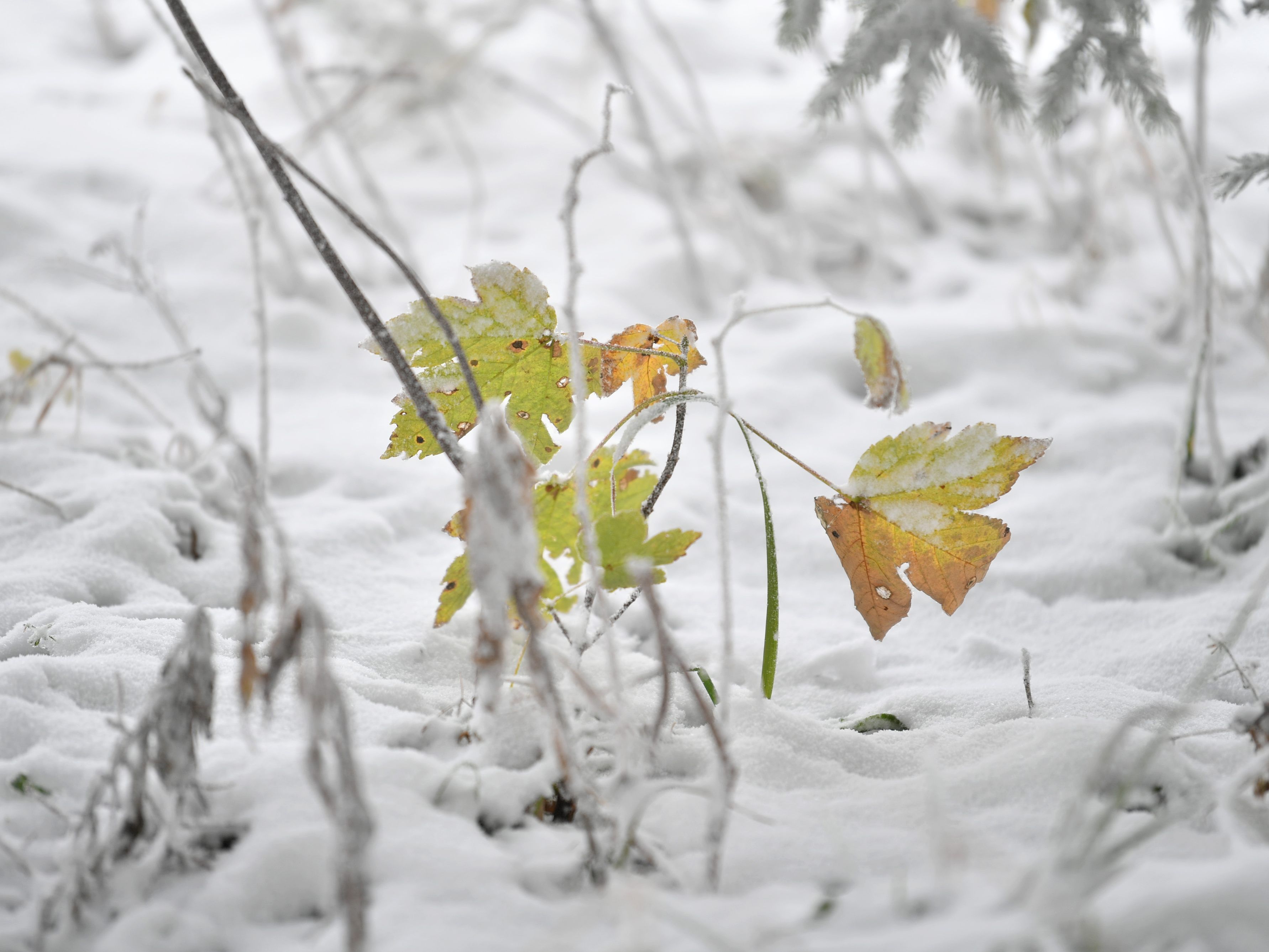 Von Sonne bis Wolken und Regen bis Schnee - die kommende Woche hat alles mit dabei. Von Sonne bis Wolken und Regen bis Schnee - die kommende Woche hat alles mit dabei.