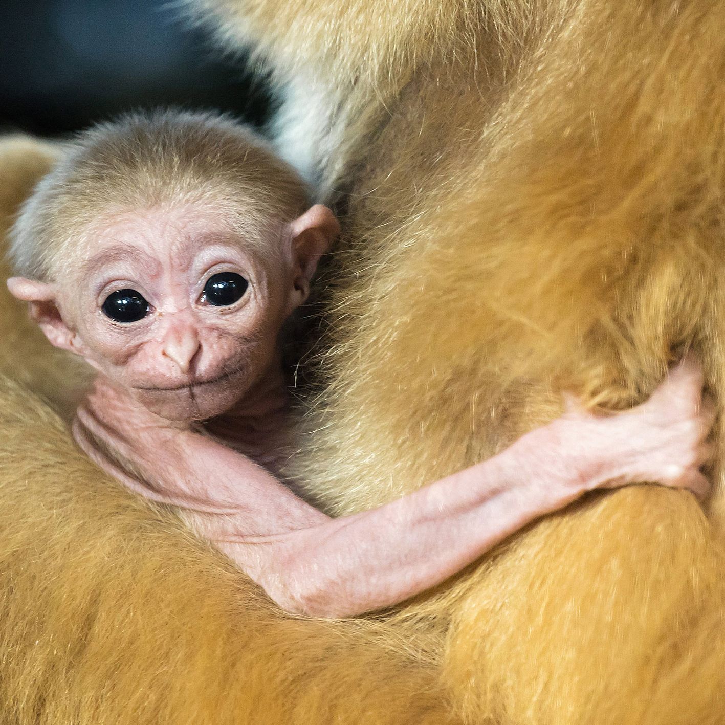 Über dieses Baby dürfen sich die Weißhandgibbons in Schönbrunn freuen