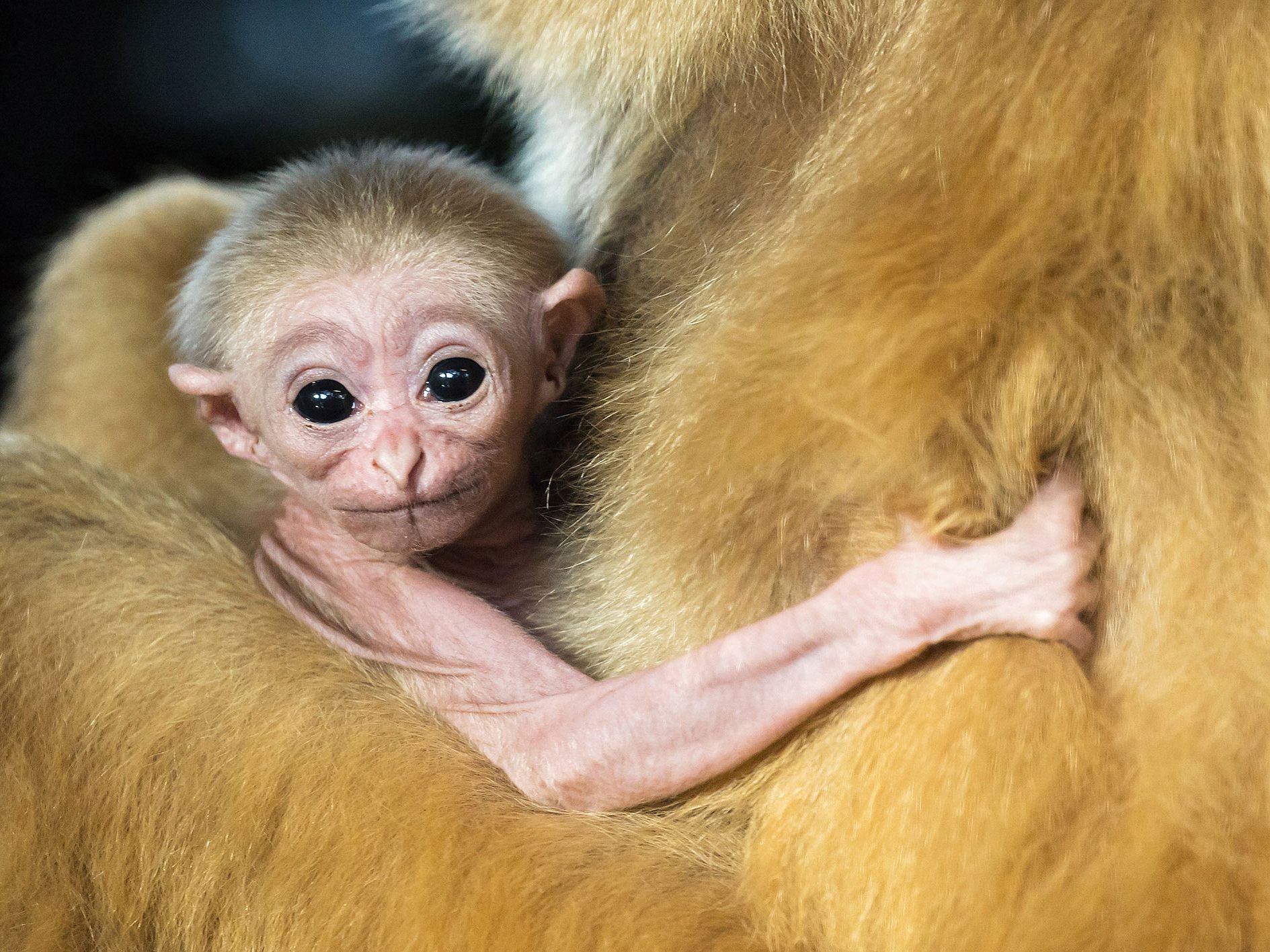 Über dieses Baby dürfen sich die Weißhandgibbons in Schönbrunn freuen Über dieses Baby dürfen sich die Weißhandgibbons in Schönbrunn freuen