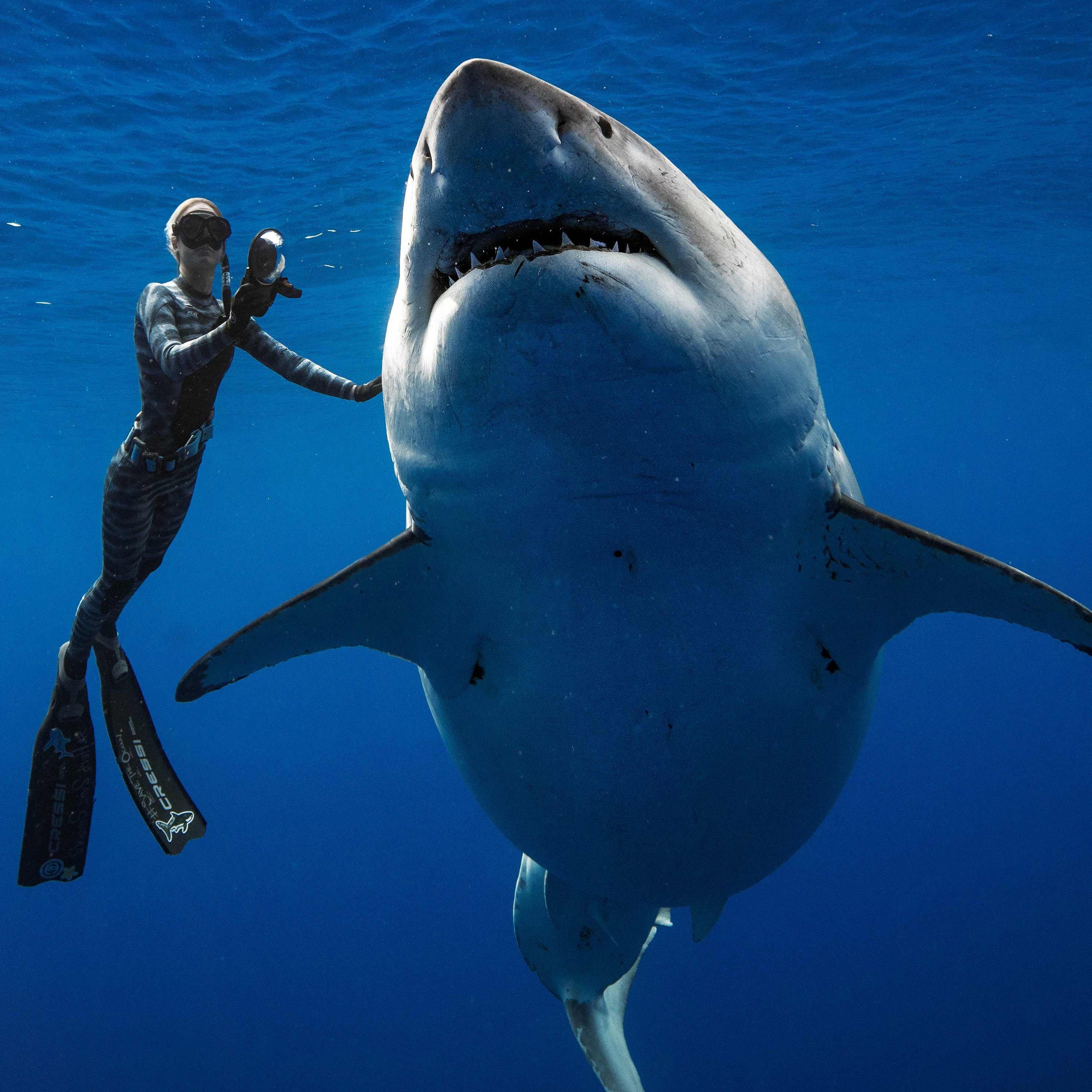 Bakterien im Maul eines Haies sind mitunter tödlicher als der Biss des Tieres.