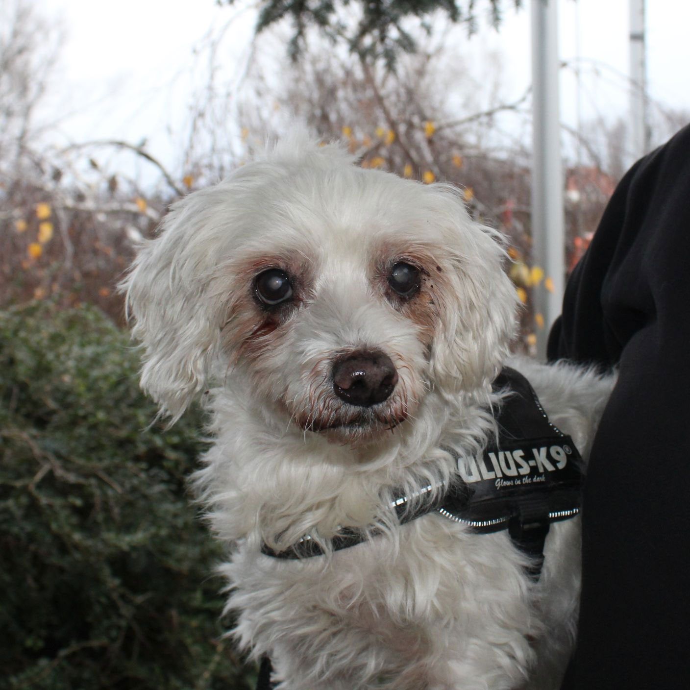 Der sehr menschenbezogene Puma hat nur einen sehnlichen Wunsch: ein neues Zuhause