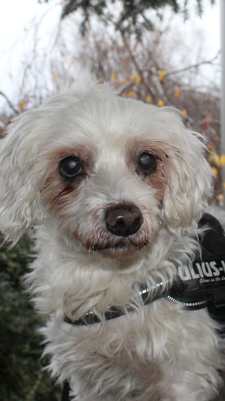 Der sehr menschenbezogene Puma hat nur einen sehnlichen Wunsch: ein neues Zuhause