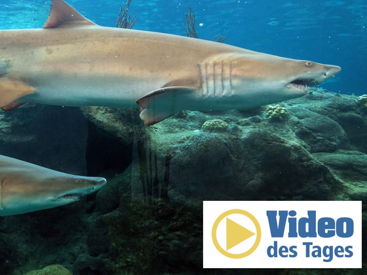 Zwei Sandtigerhaie in einem Aquarium.