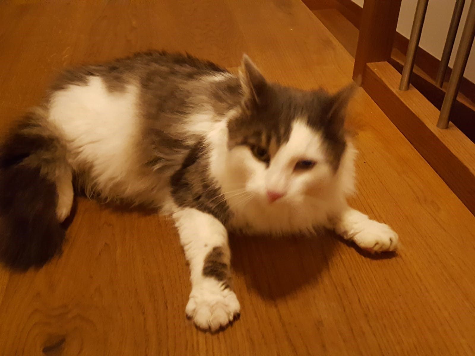 Katze zugelaufen