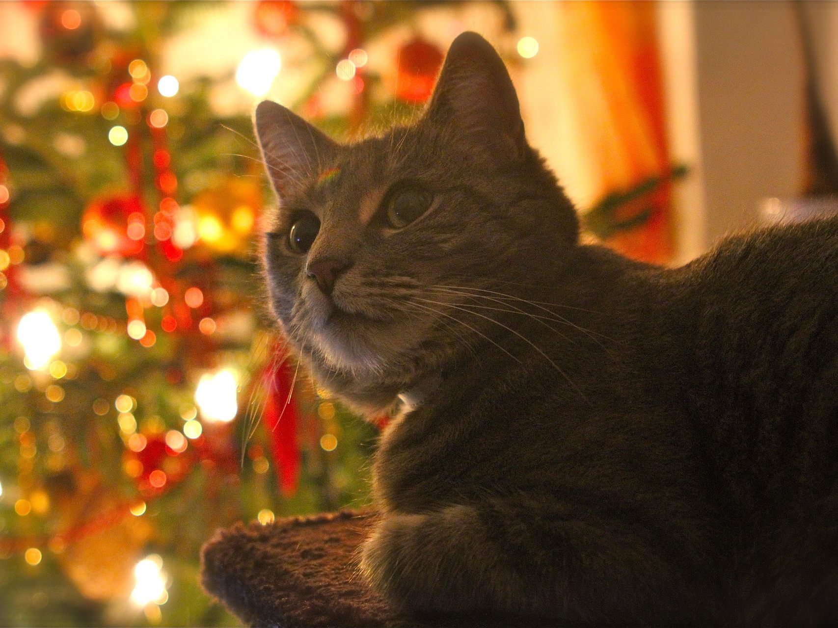 Eine Katze unterm Christbaum? Bitte nicht