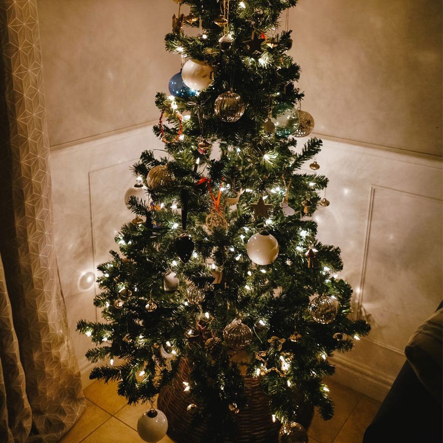 Diese Krabbeltiere hausen im Weihnachtsbaum.