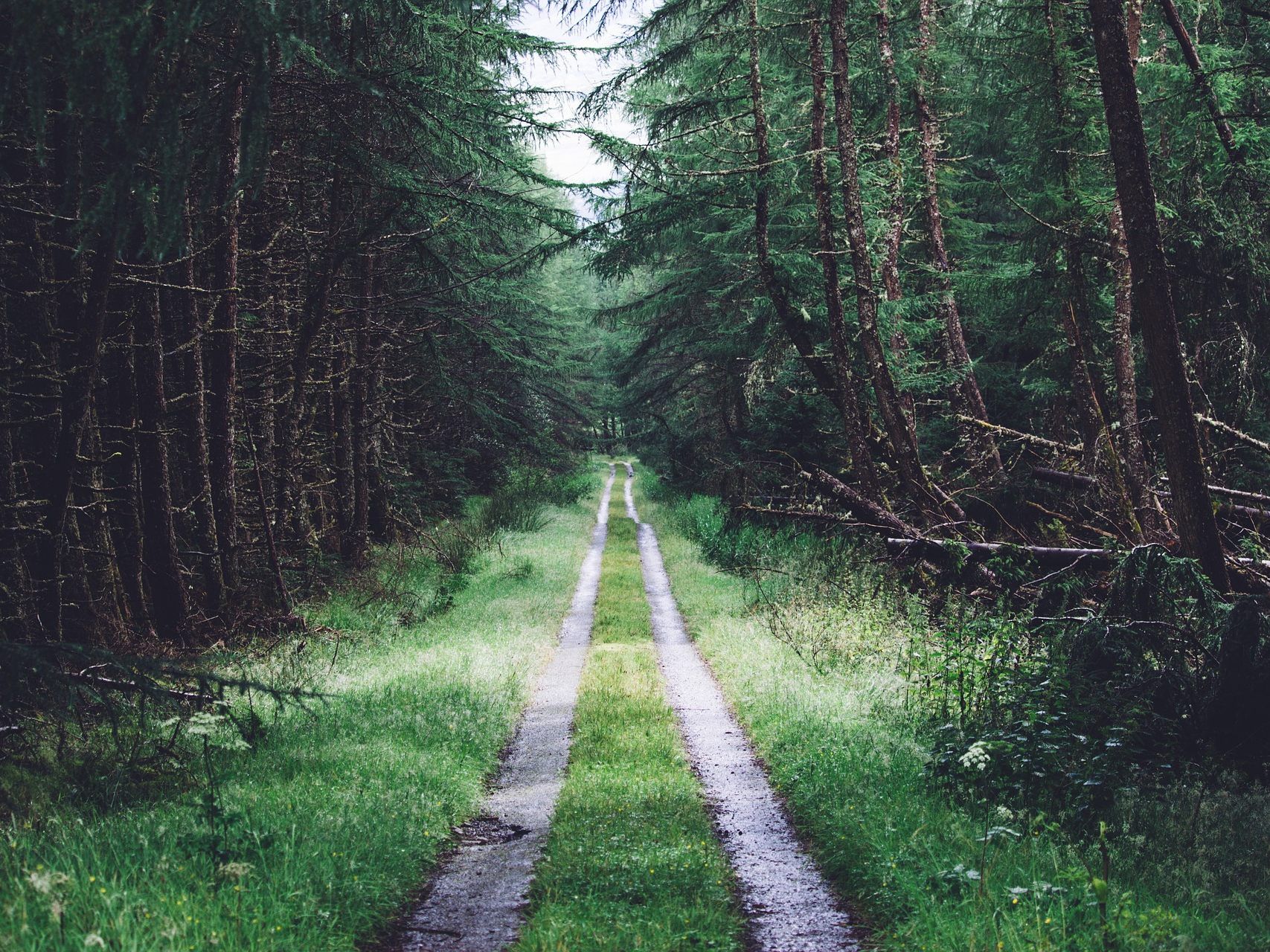 In einem Waldstück wurde eine Sabbrandbombe entdeckt.