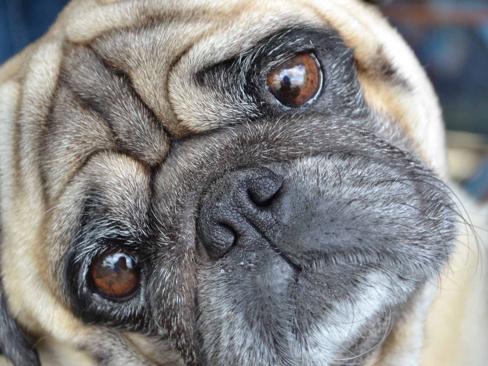 In Wien-Leopoldstadt waren zwei Mädchen mit einem Mops unterwegs, als ihnen der Hund entrissen wurde. In Wien-Leopoldstadt waren zwei Mädchen mit einem Mops unterwegs, als ihnen der Hund entrissen wurde.