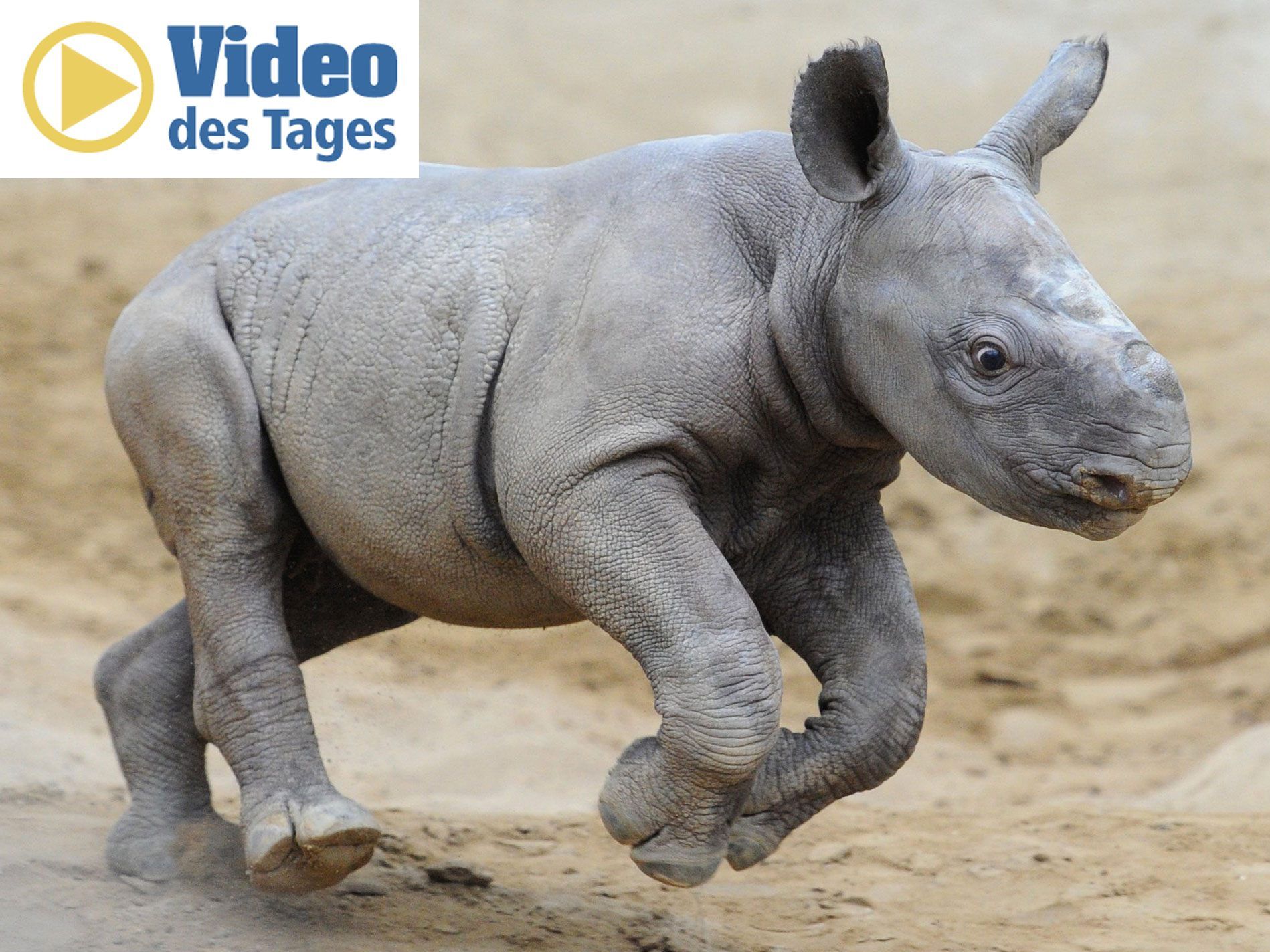 Ein Monat altes Nashornbaby heißt "Future".