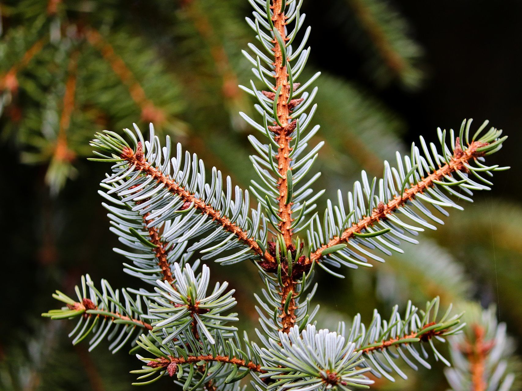 Ein Bio-Christbaum ist die beste Entscheidung für ein nachhaltiges Weihnachtsfest Ein Bio-Christbaum ist die beste Entscheidung für ein nachhaltiges Weihnachtsfest