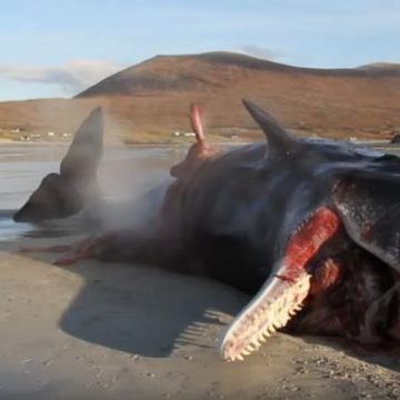 Auf der schottischen Insel Isle of Harris, entdeckten Meeresbiologen einen 20 Meter langen Pottwal.