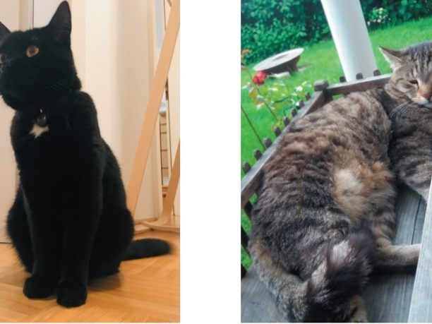 "Sunny" und " Rocky"