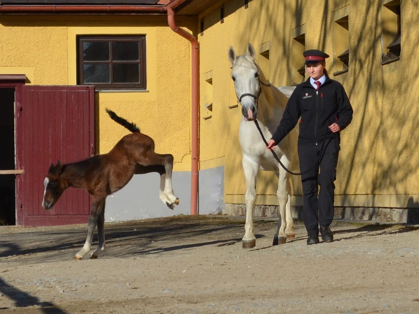 Einen Namen hat das kleine Stutfohlen noch nicht. Einen Namen hat das kleine Stutfohlen noch nicht.