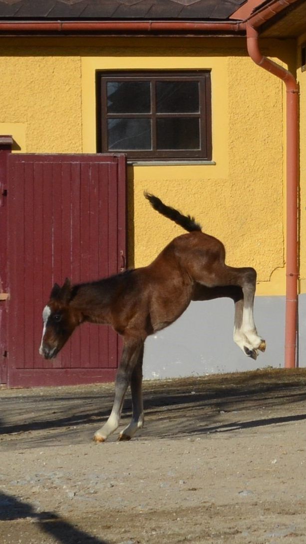 Einen Namen hat das kleine Stutfohlen noch nicht.