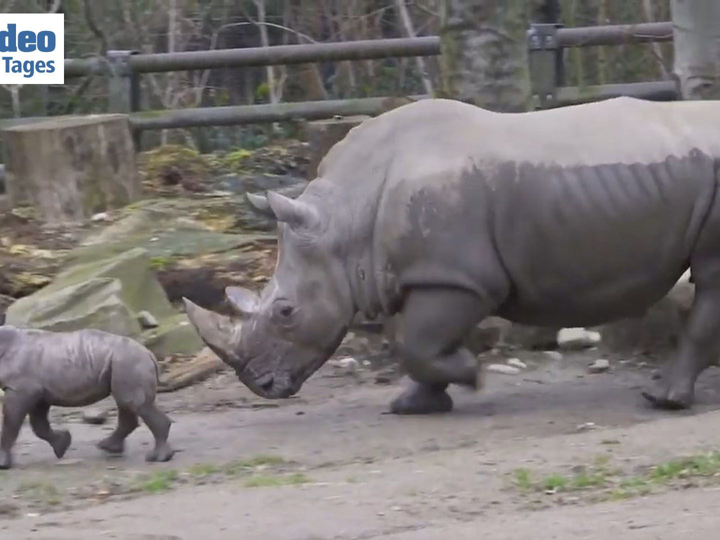 Nashorn Willi auf seiner ersten Entdeckungstour