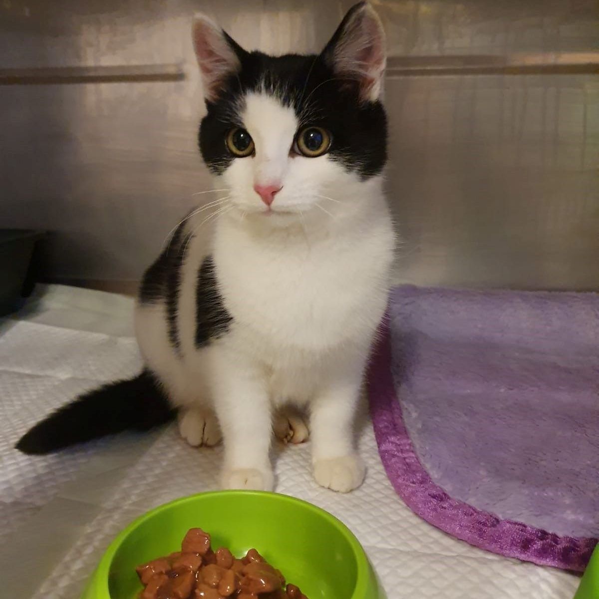 Oreo wird nun im Wiener Tierschutzverein umsorgt.