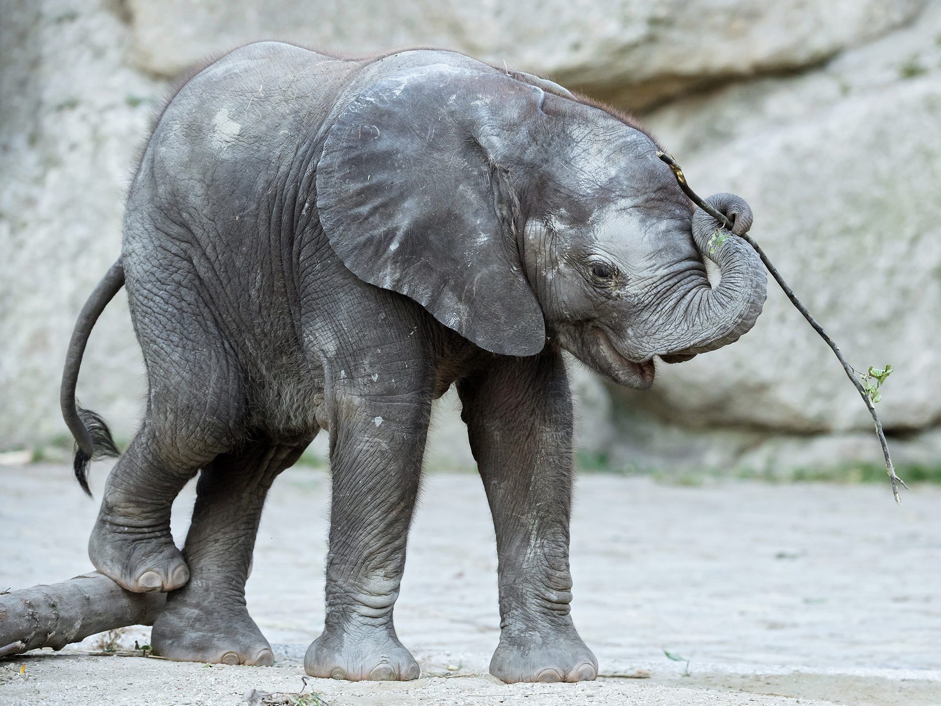Elefantenbaby Kibali sorgte für einen Besucheranstieg in Schönbrunn.