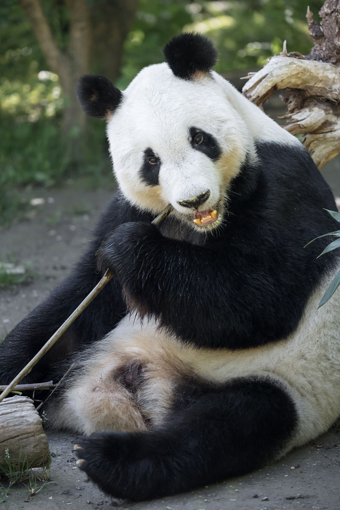 Panda-Männchen Yuan Yuan