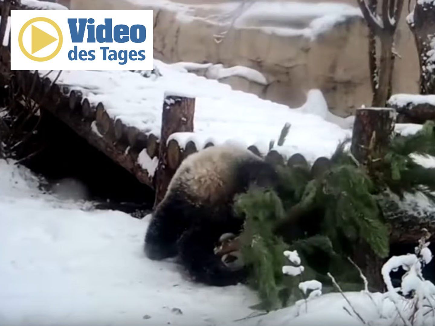 Der Panda im Zoo freut sich besonders über das Weihnachtsgeschenk Der Panda im Zoo freut sich besonders über das Weihnachtsgeschenk