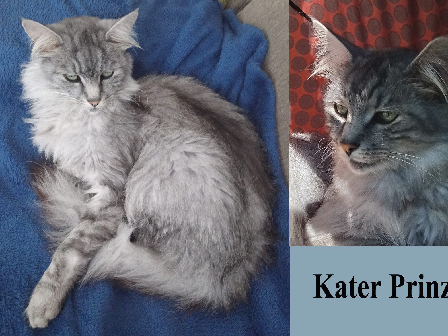 Kater Prinz aus Dornbirn Kater Prinz aus Dornbirn