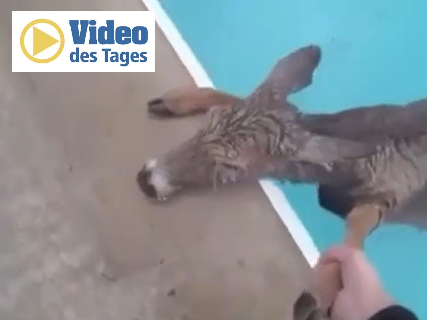 Sichtlich erschöpft war das Reh, als ein Polizist im zur Hilfe kommt.