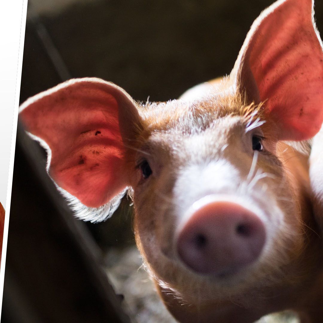 Tierische Inhaltsstoffe in Lebensmitteln sind oft nicht ersichtlich