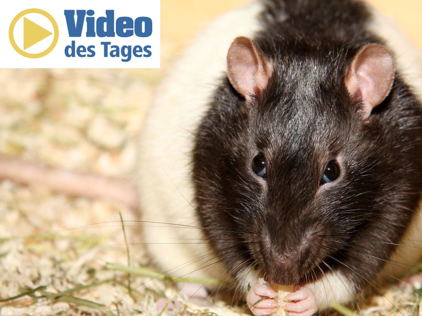 Ninja-Ratte wehrt sich gegen Katze