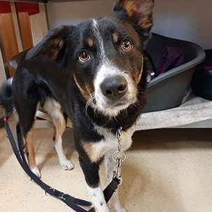 Bronco freute sich so über sein Herrchen - doch der wollte ihn nicht zurück.