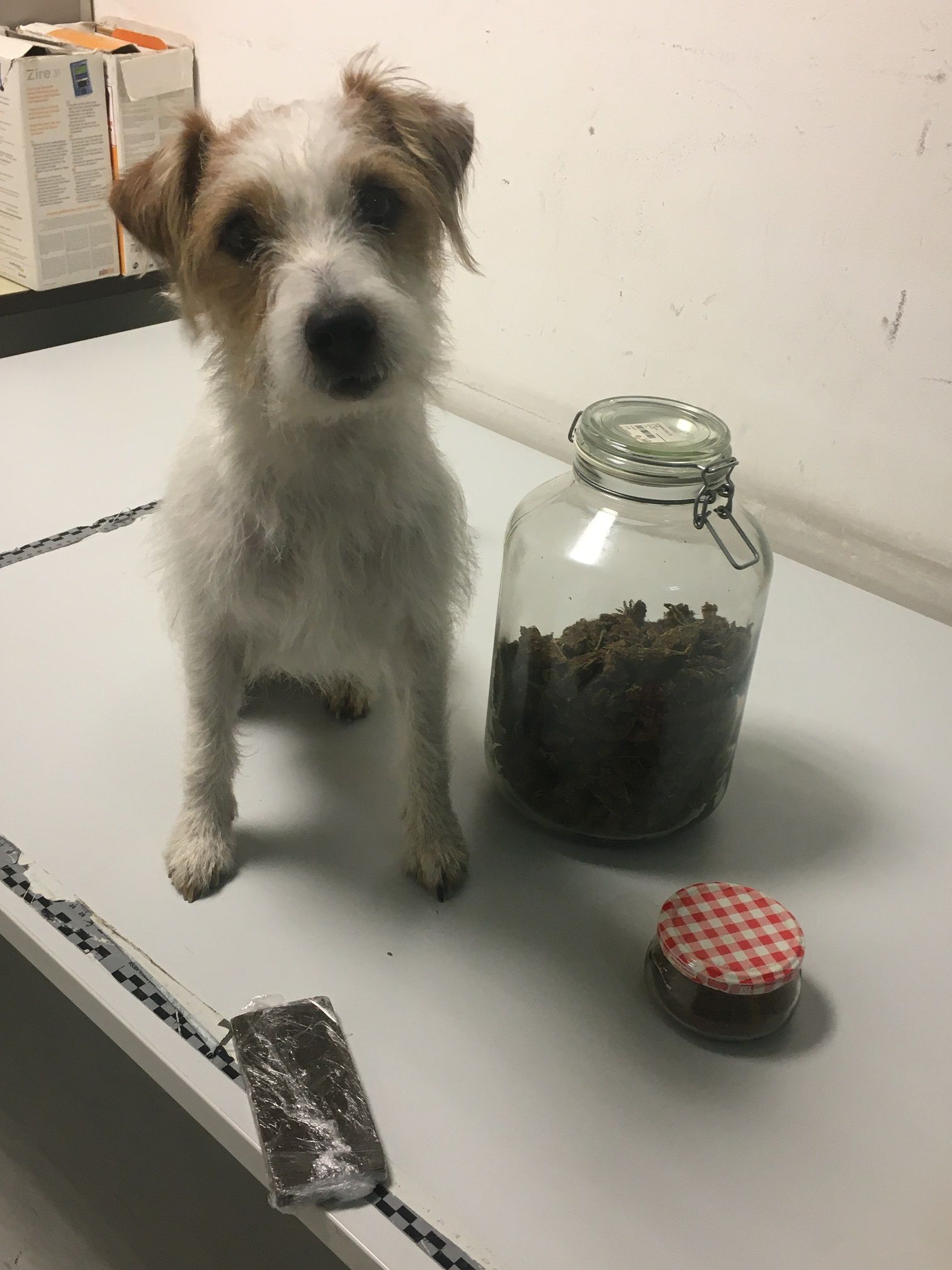 Man sieht es ihm nicht an, aber Pitt vom Taffatal ist ein echter Polizeihund. Man sieht es ihm nicht an, aber Pitt vom Taffatal ist ein echter Polizeihund.