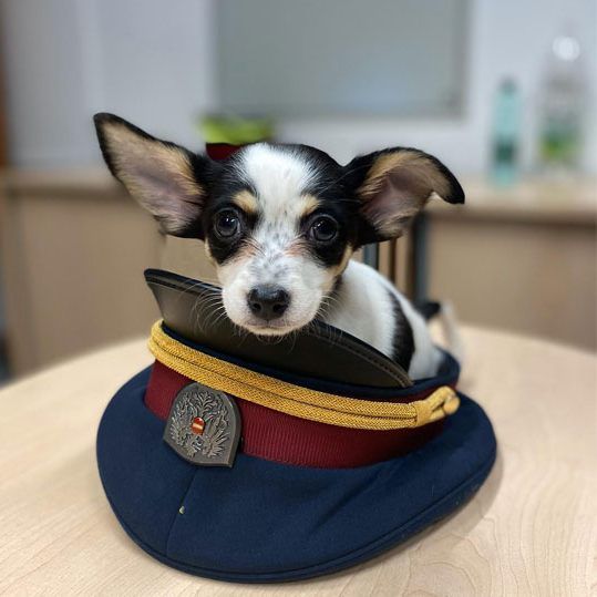 Der gefundene Hundewelpe landete auf einer Wiener Polizeiinspektion