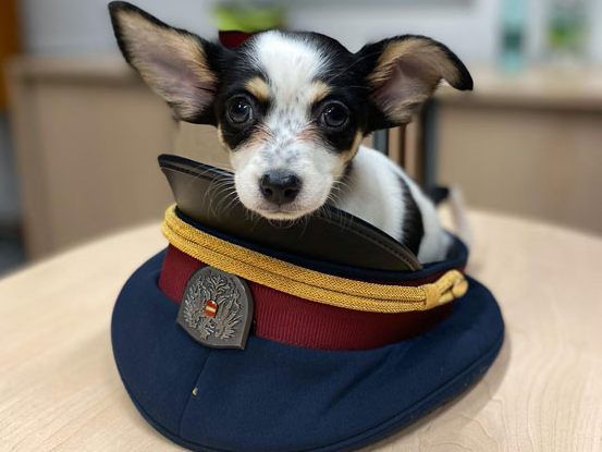 Der gefundene Hundewelpe landete auf einer Wiener Polizeiinspektion