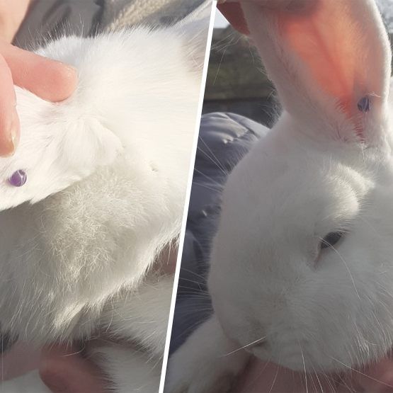 Am linken Ohr hatte das Kaninchen ein Piercing.