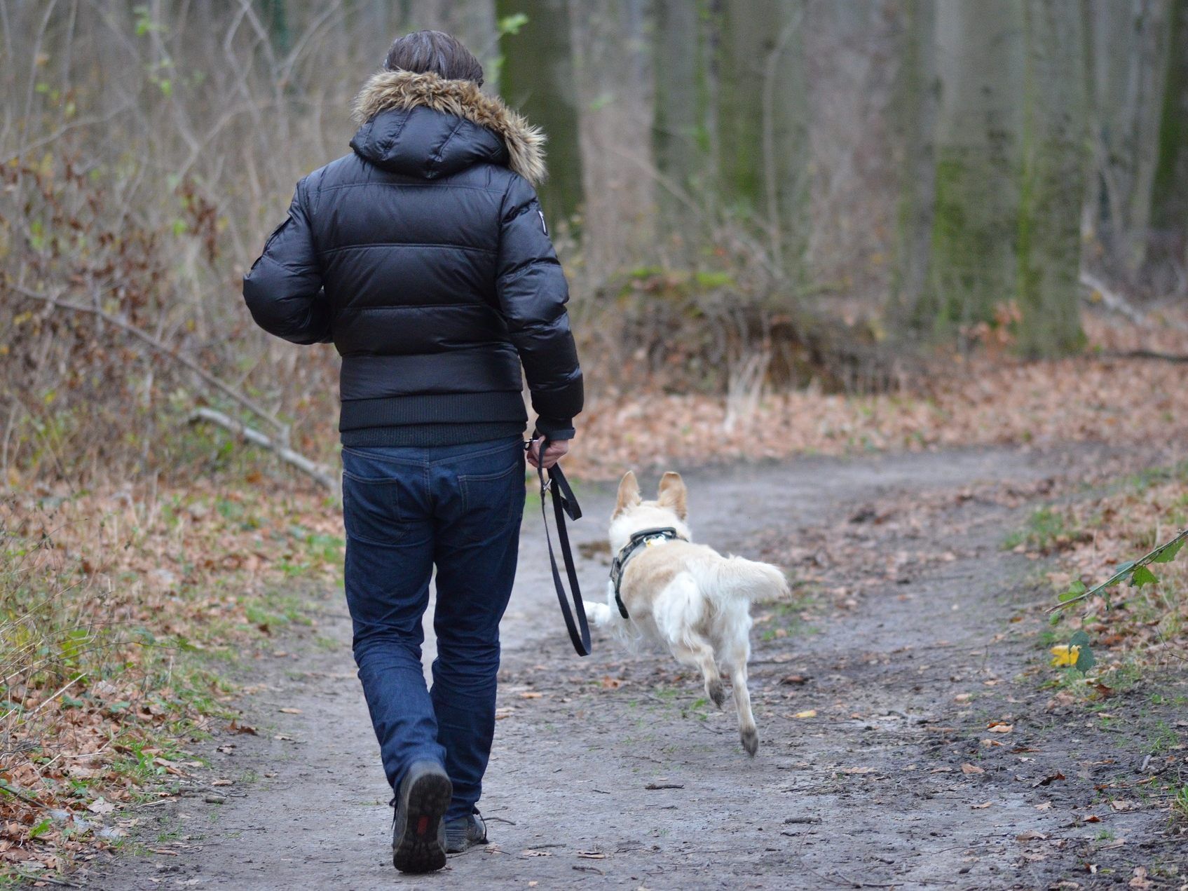Viele Hundebesitzer machen beim Gassigehen Fehler. Viele Hundebesitzer machen beim Gassigehen Fehler.