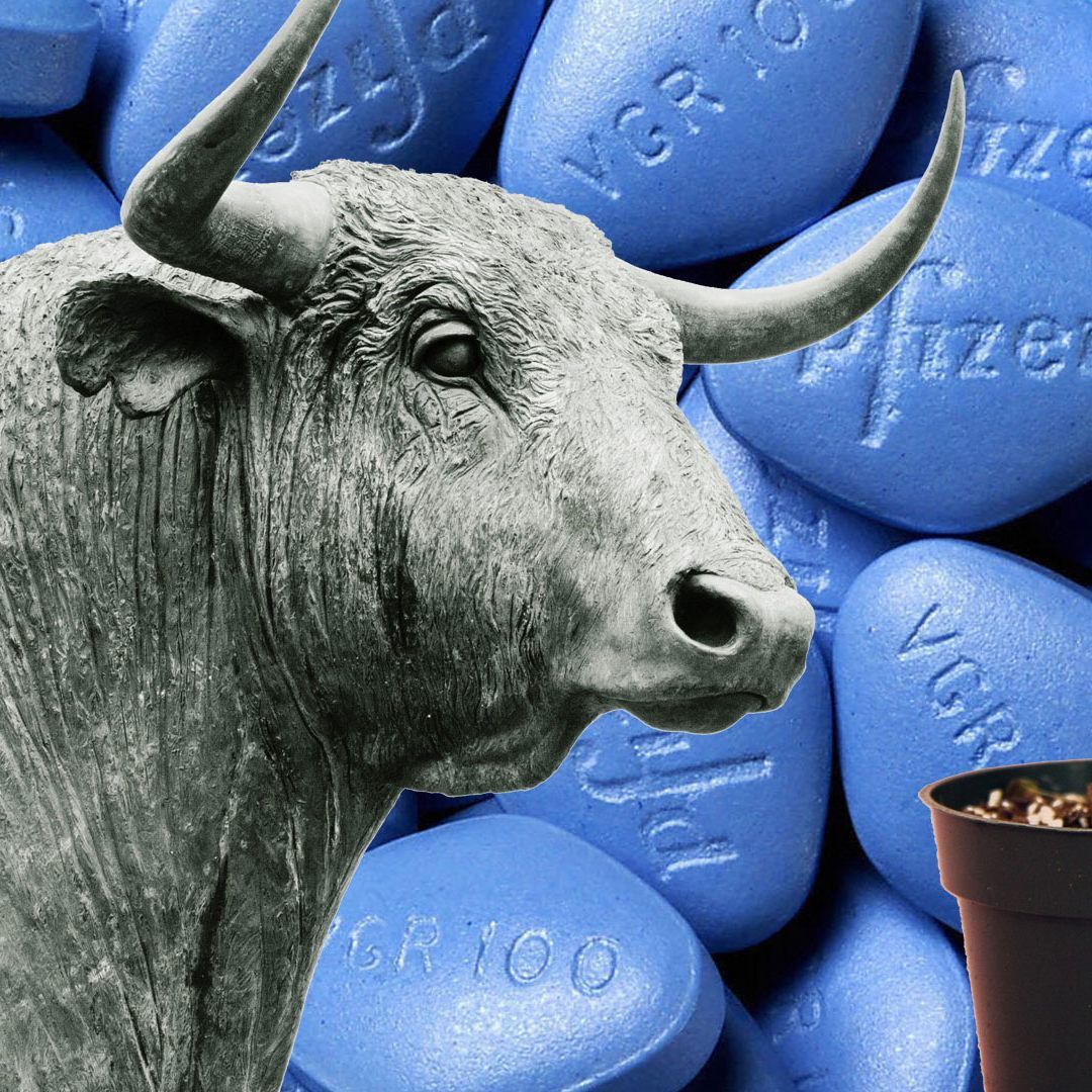 Symbolbild: Mann schluckt Stier-Viagra und hat drei Tage lang Dauererektion.