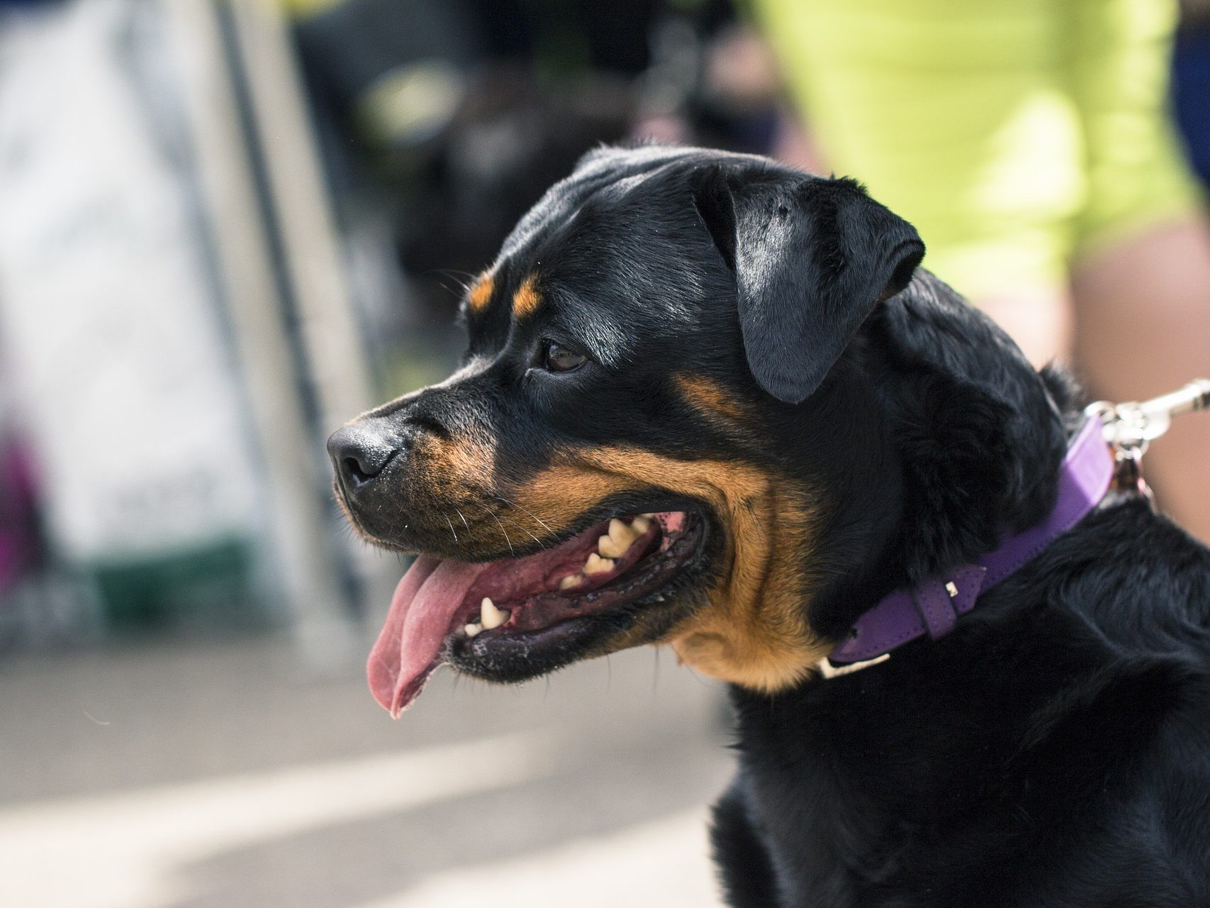 Ein Rottweiler und ein Stafford Labrador Mischling konnten aus dem Zwinger ausbrechen.