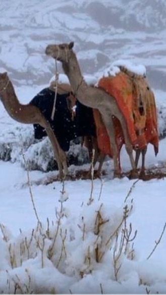 Schnee in Saudi-Arabien