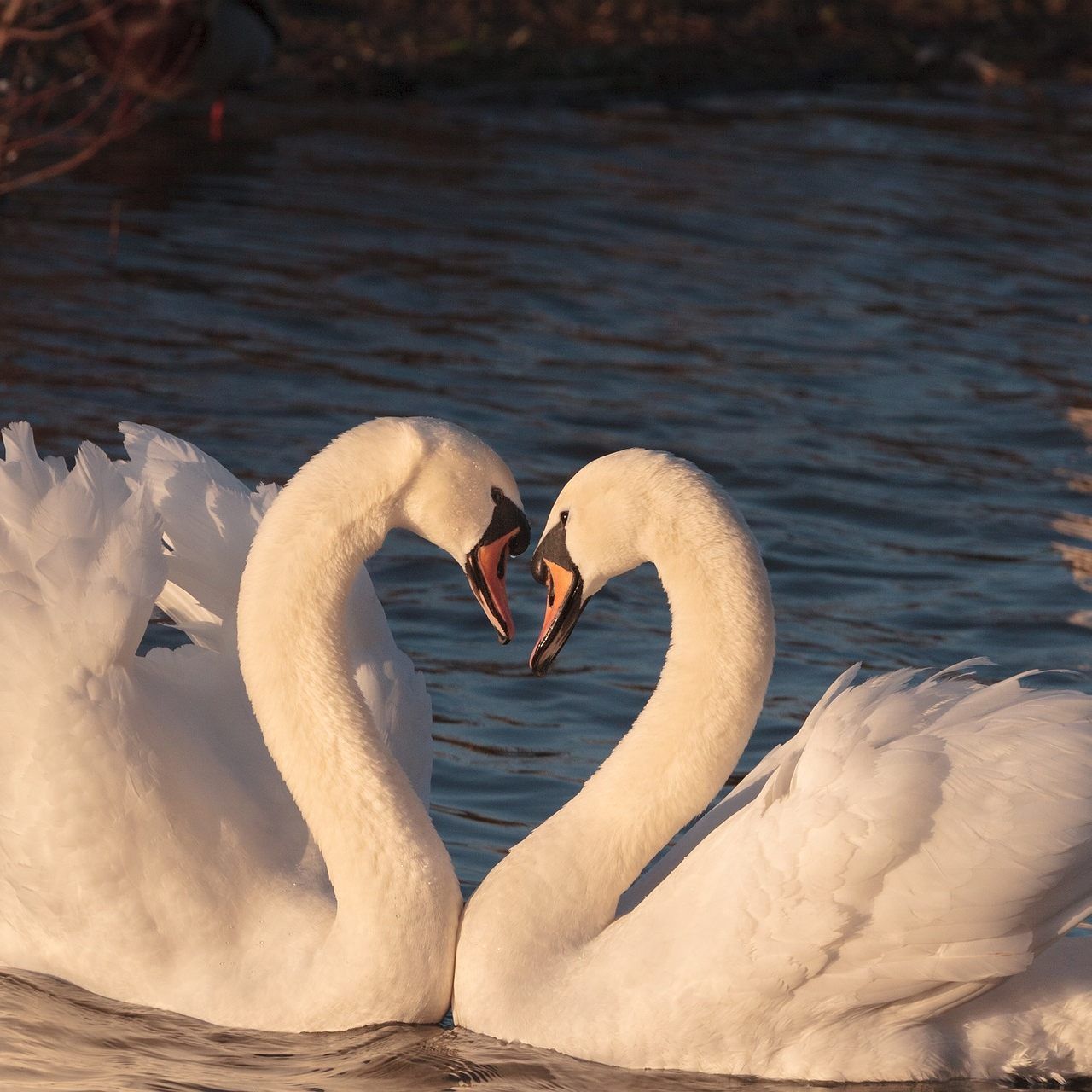 Das NHM bietet am Valentinstag ein besonderes Programm.