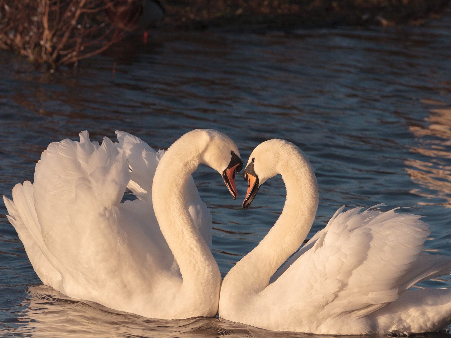 Das NHM bietet am Valentinstag ein besonderes Programm. Das NHM bietet am Valentinstag ein besonderes Programm.
