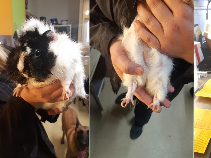 Die verwahlosten Meerschweinchen konnten gerettet werden. Die verwahlosten Meerschweinchen konnten gerettet werden.