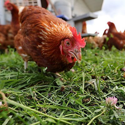 Unzählige Hühner verendeten