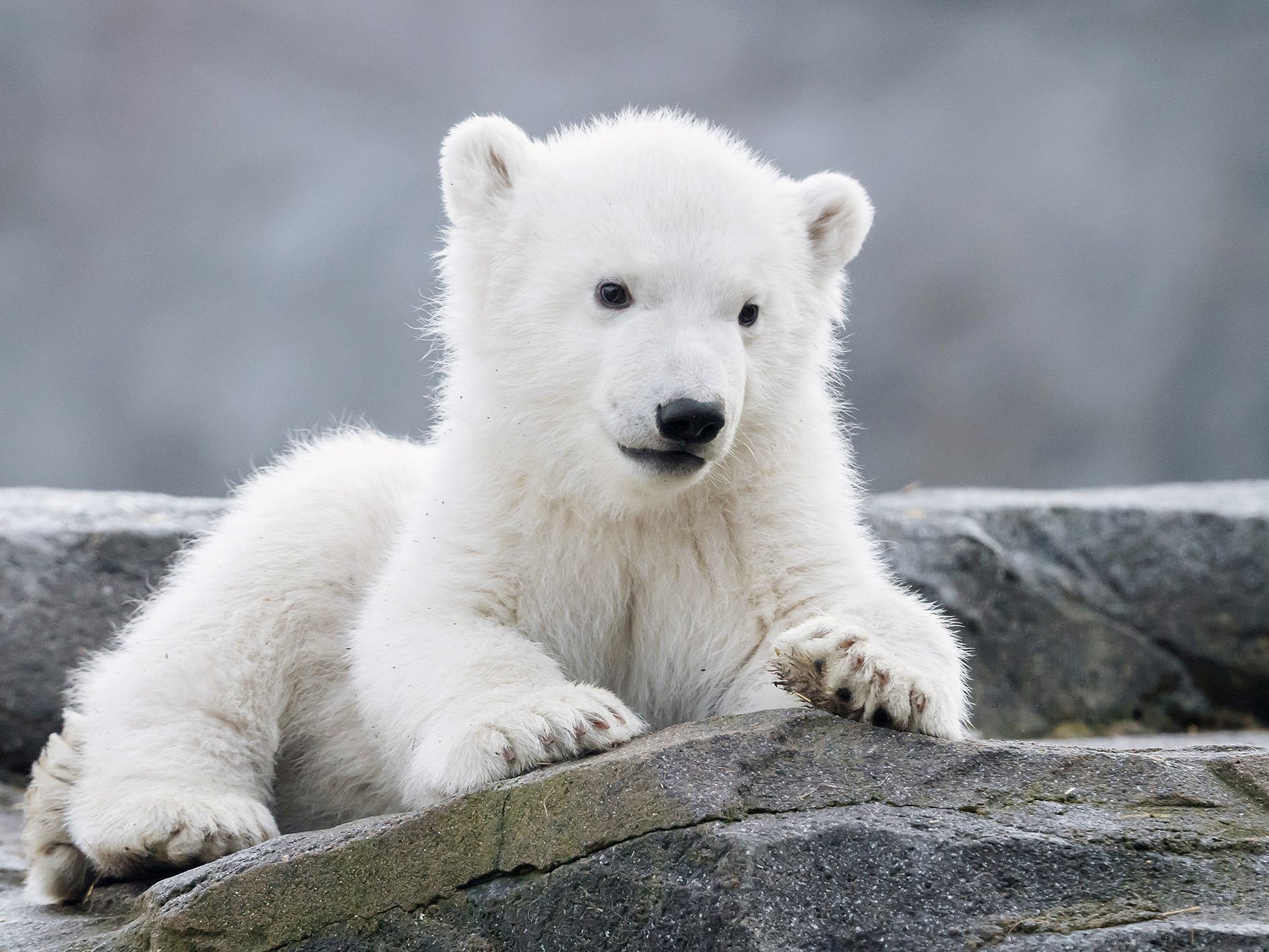 Das Eisbären-Jungtier im Wiener Tiergarten Schönbrunn ist ein Weibchen.