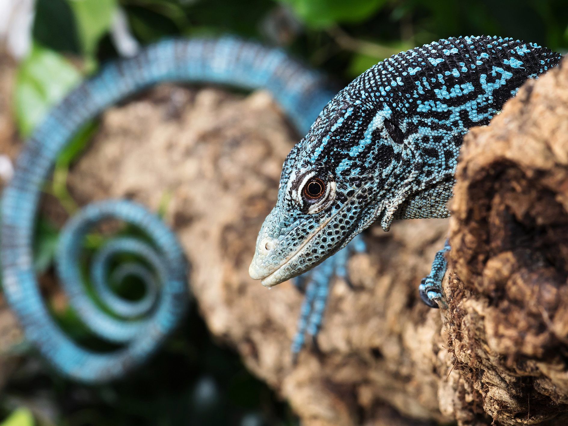 Ein Baumwaran-Pärchen zog im Aquarien-Terrarienhaus in Schönbrunn ein.
