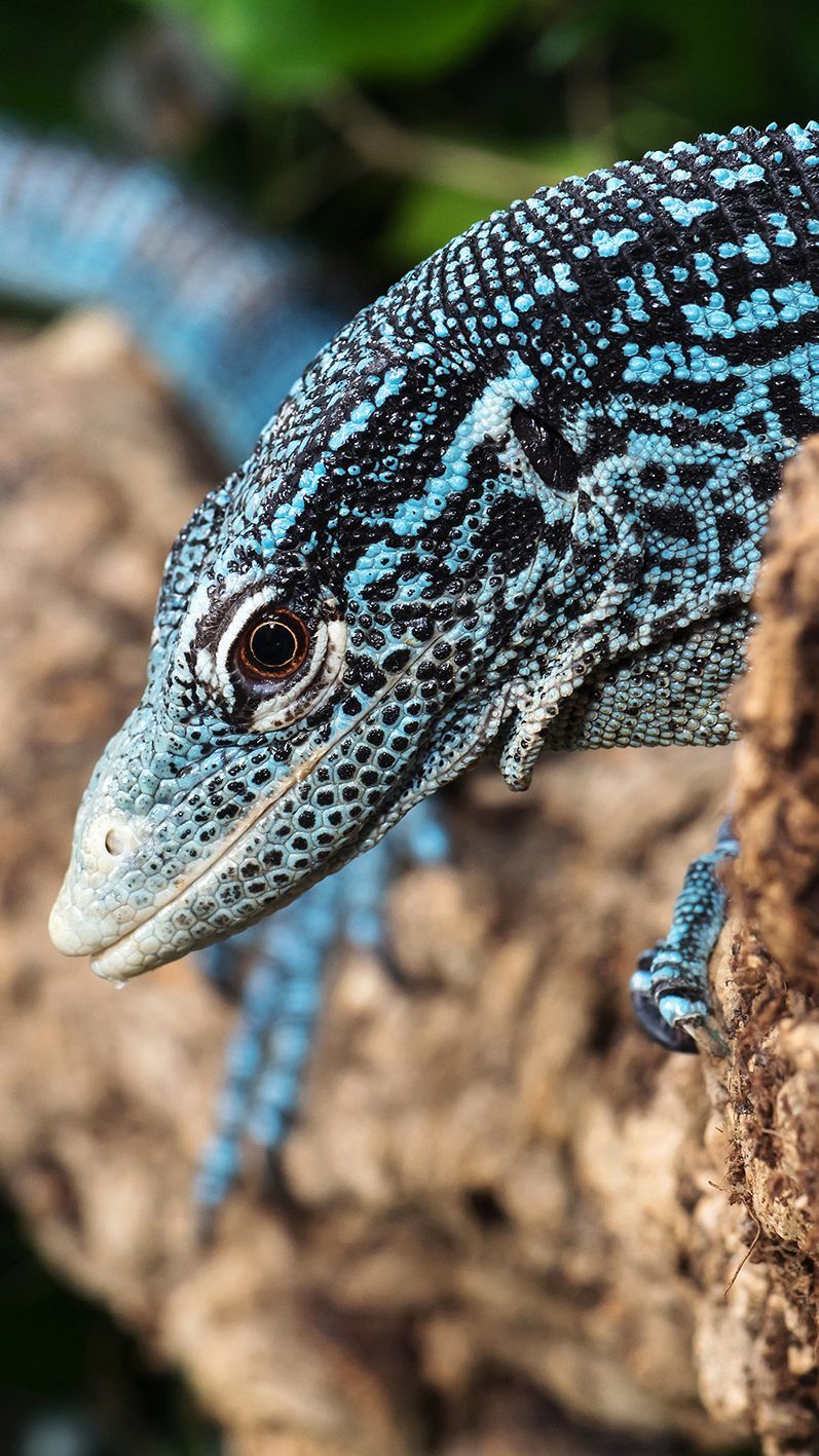 Ein Baumwaran-Pärchen zog im Aquarien-Terrarienhaus in Schönbrunn ein.