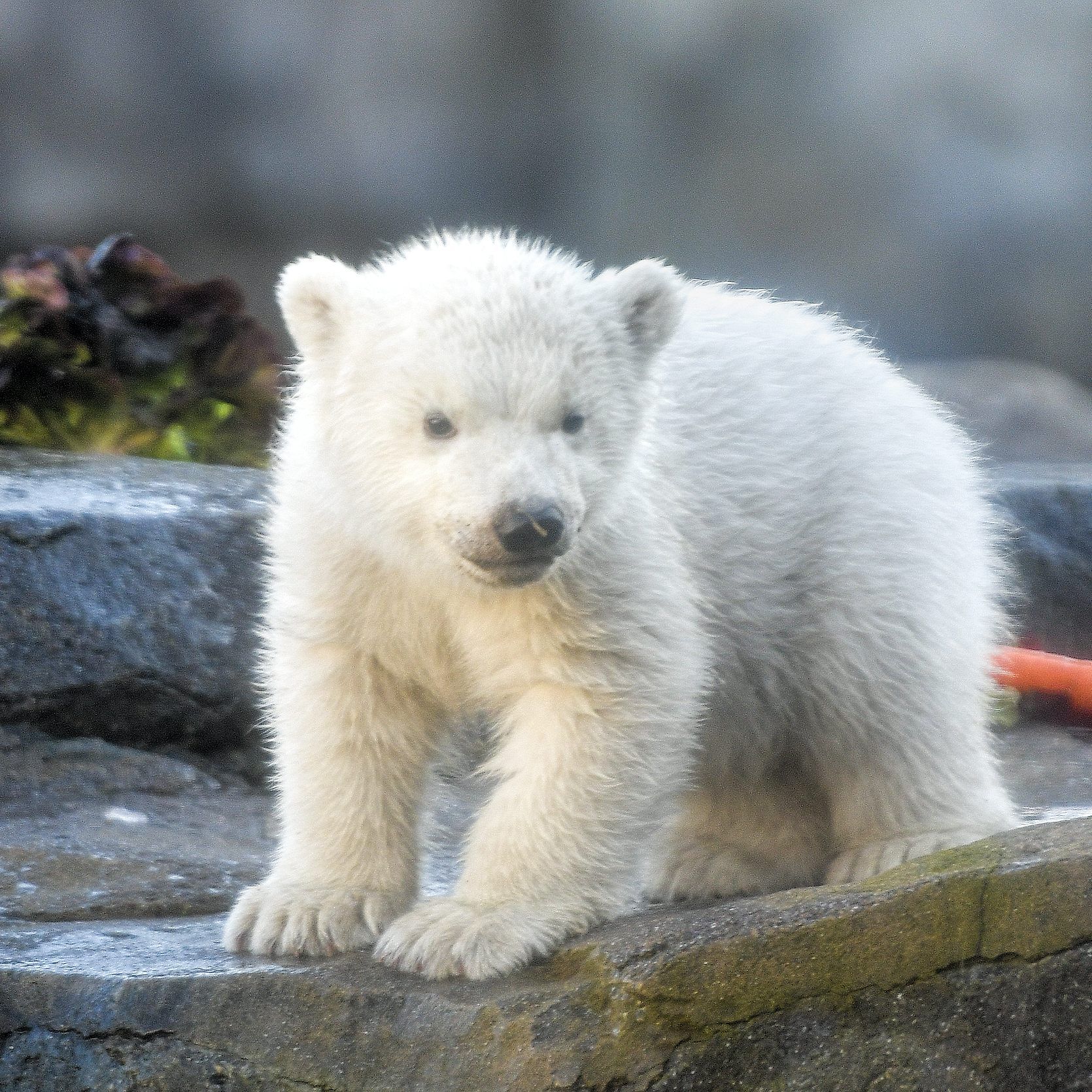 Das Wiener Eisbären-Baby heißt "Finja".