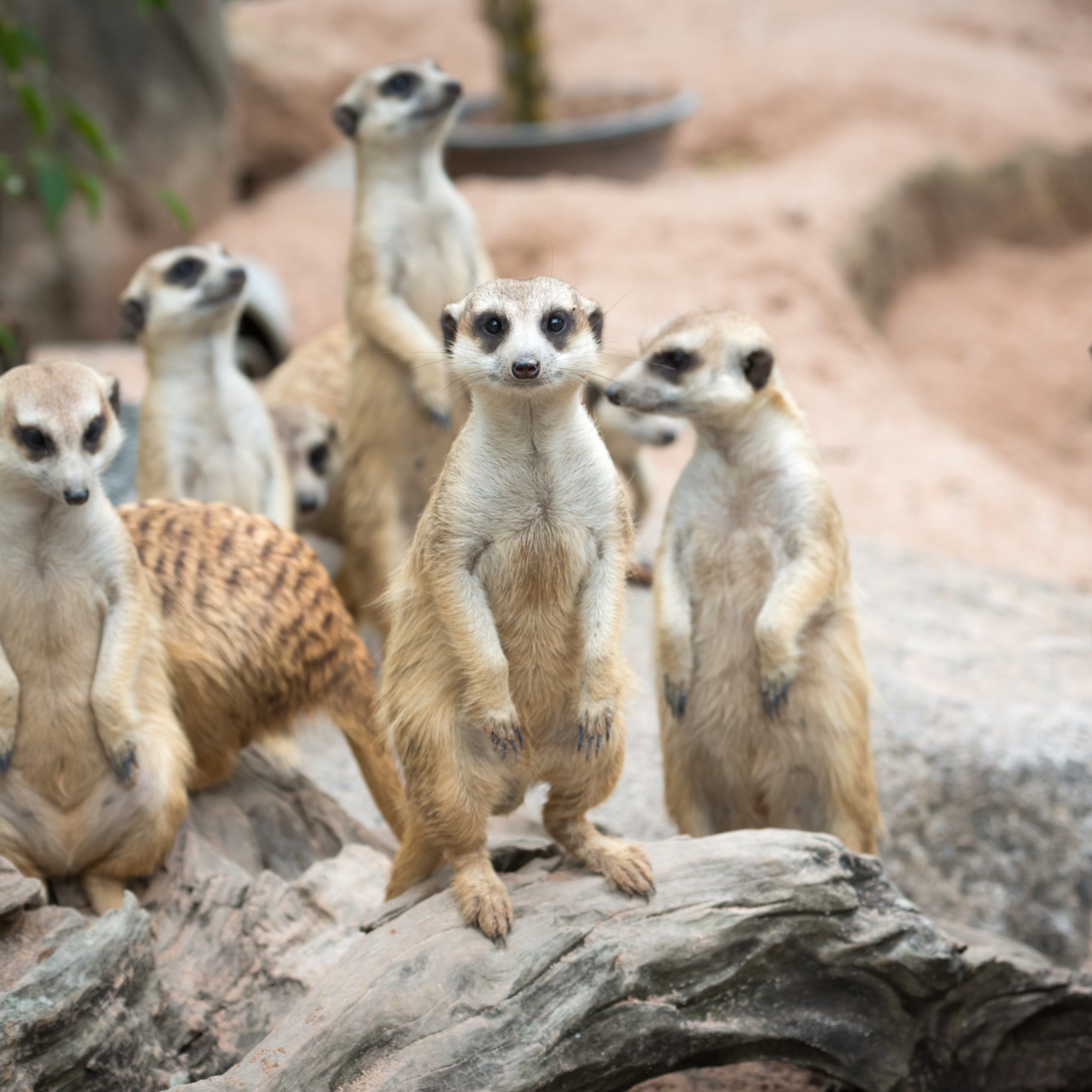 Beliebte Reisedestinationen haben oft auch niedliche Tiere zu bieten - wie etwa Erdmännchen